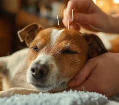 Acupuncture