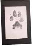 Ink PAW Prints ($25 for 5 cards)